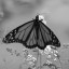 Black and White Photograph of a Butterfly
