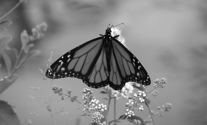 Black and White Photograph of a Butterfly