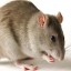 Tips about How to Rid Your Apartment of Rats and Mice