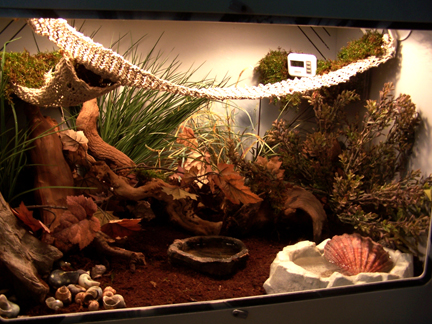 How to Set up a Hermit Crab Habitat