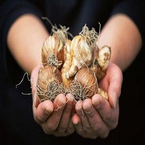 How to Store Flower Bulbs