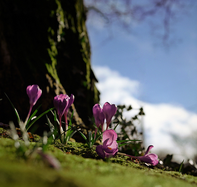 Snail's Eye View Photograph