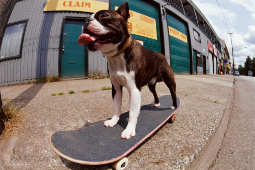 Teaching a Dog to Skateboard