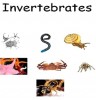 Difference Between Vertebrates and Invertebrates