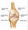 Knee Ligaments