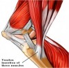 Knee Tendons