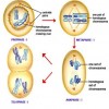 Meiosis