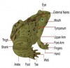 Morphology of Frog