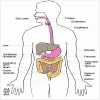 digestion