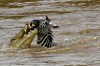 Crocodile attacks zebra
