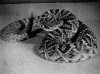 Rattle snake