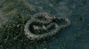 Grass snake