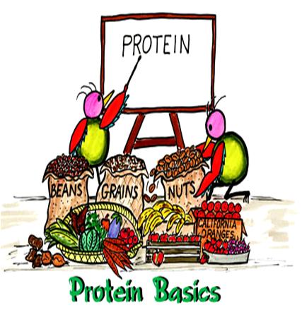 Foods Rich in Protein