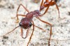 BullDog Ants