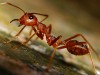 Red Harvester Ant