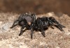 Funnel-web Spiders