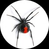 Red Back Spider