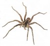 Wold Spider