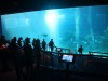 Oceanarium