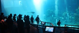 Oceanarium