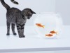 Cat and fish