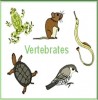 Difference Between Vertebrates and Invertebrates