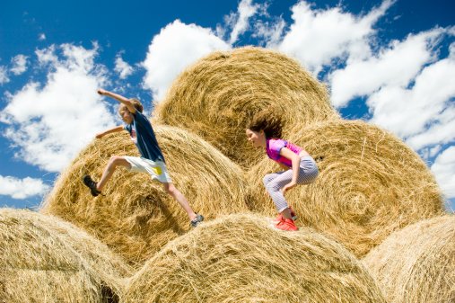 What Is Hay Made Out Of