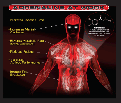 What is Adrenaline and How Does It Work