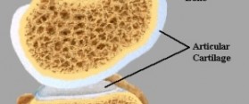 Articular Cartilage