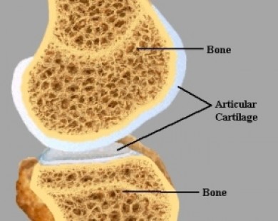 Articular Cartilage