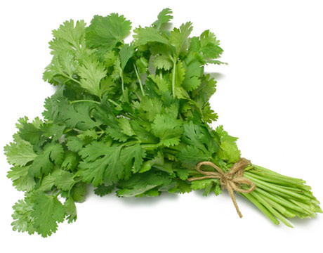 Coriander and What Does It Look Like