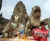 Monkey Buffet Festival: