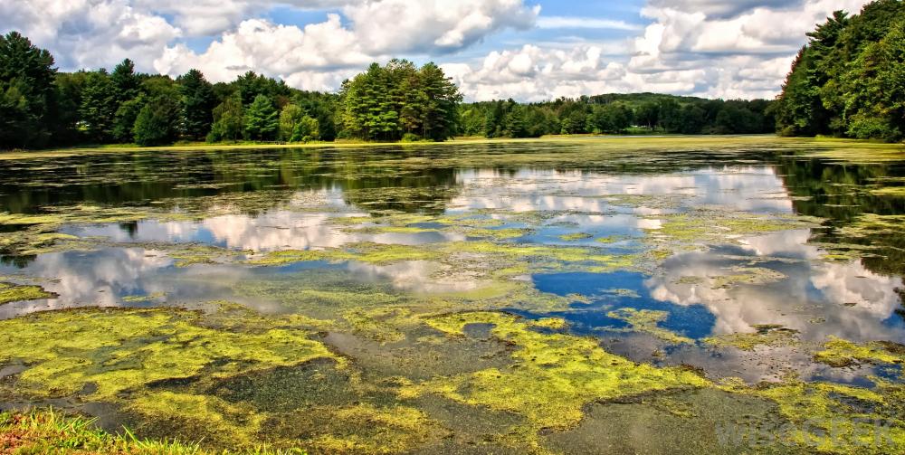 Seaweed and Algae