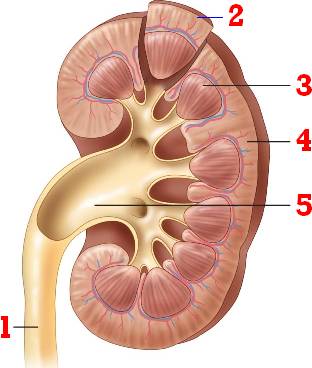 The kidney system of waste removal from the body