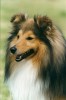 Shetland Sheepdog