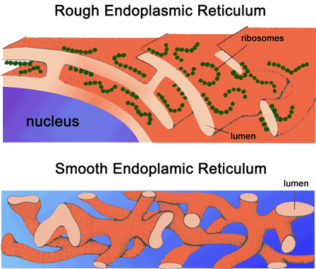 Smooth and Rough Endoplasmic Reticulum