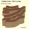 Rough Endoplasmic Reticulum