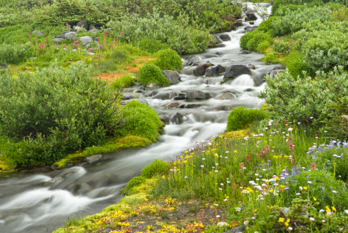 Blurred water in stream and wildflowers