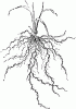 Difference Between Tap Root and Fibrous Root