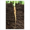 Difference Between Tap Root and Fibrous Root