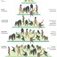 classification of homo sapiens