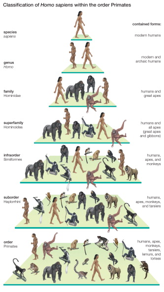 classification of homo sapiens