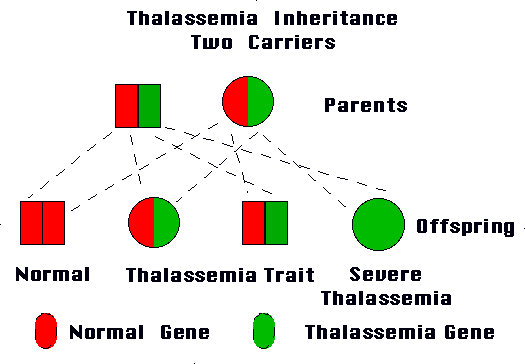 Thalassemia Minor and Thalassemia Major