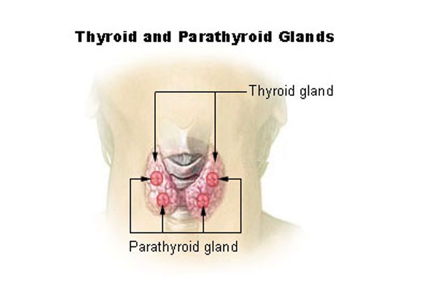 Thyroid and Parathyroid glands
