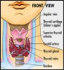 Thyroid glands