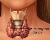 Parathyroid glands