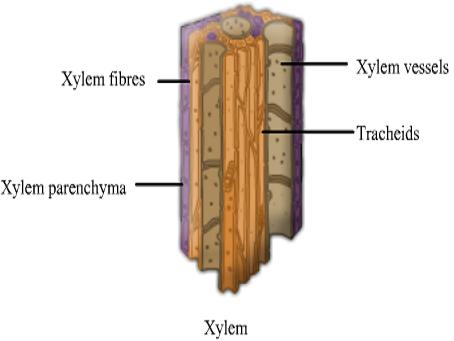 Tracheids and Vessels