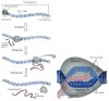 Transcription in DNA