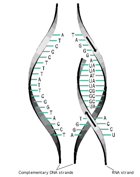 Transcription and Translation in DNA