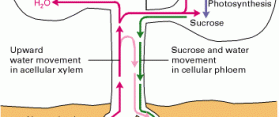 Plant system of transportation and translocation
